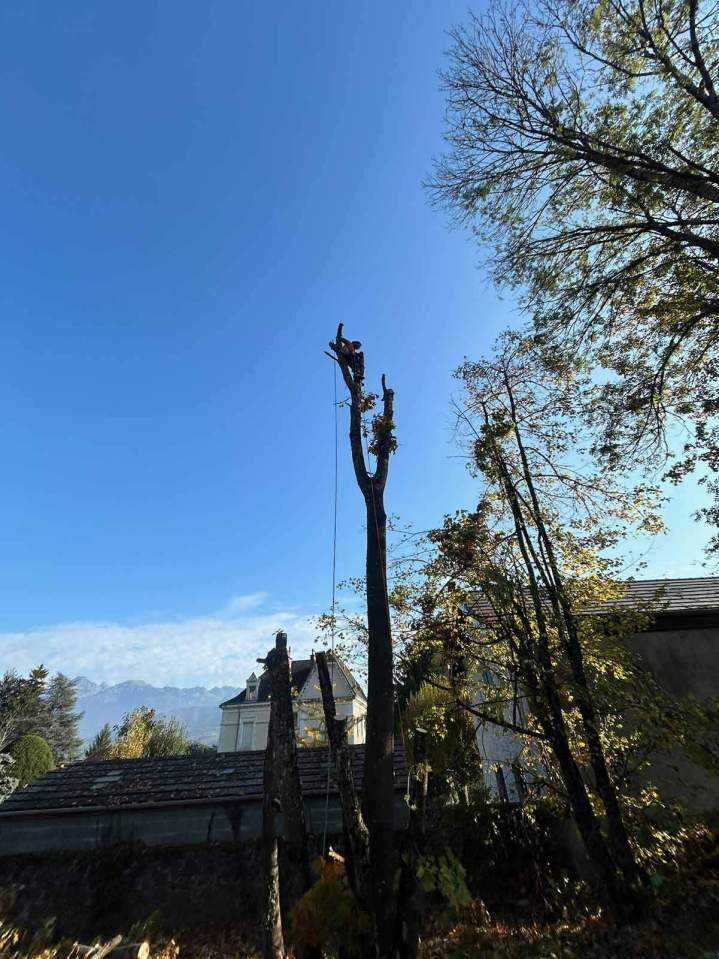 Élagage Grenoble