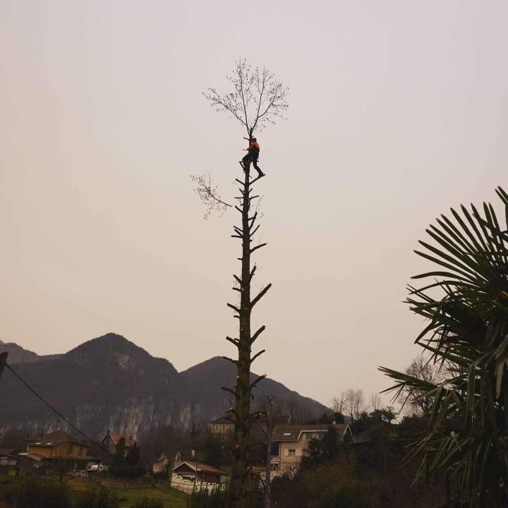 Travaux d'élagage Grenoble