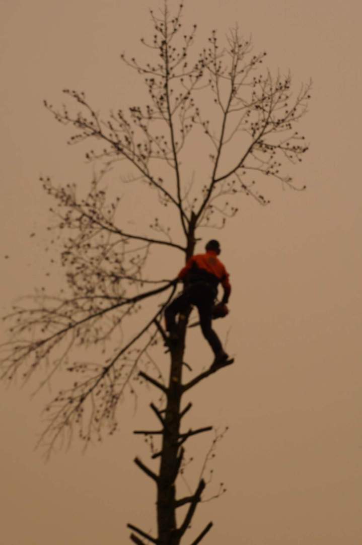 Travaux d'élagage Grenoble